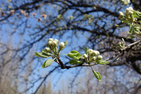 Buds of apple tree against blue sky in Aprilの写真素材