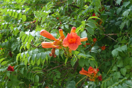 Bright orange flowers of Campsis radicans in July