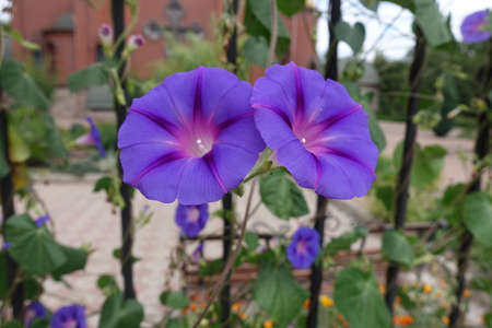 Two purple flowers of morning glory in August