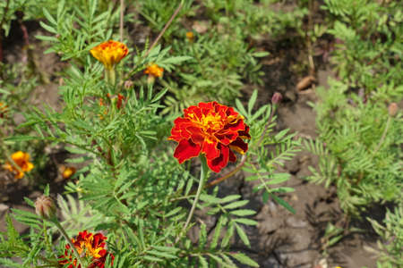 Pretty red and yellow flowers of Tagetes patula in mid July
