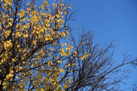 Yellow autumnal foliage on branches of apricot tree against blue sky in November