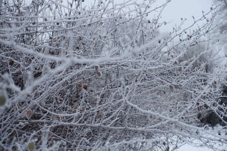 Branches covered with hoar frost in mid January