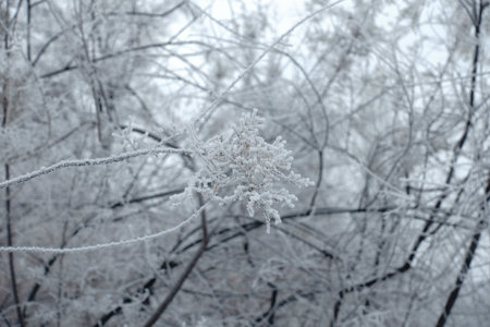White hoar frost on thin branches in mid January