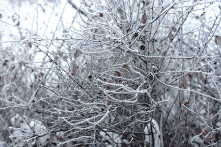 Thin branches covered with hoar frost in mid Januaryの写真素材