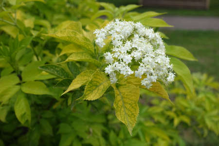 Fully opened white flowers of gold leaf European elderberry in Mayの写真素材