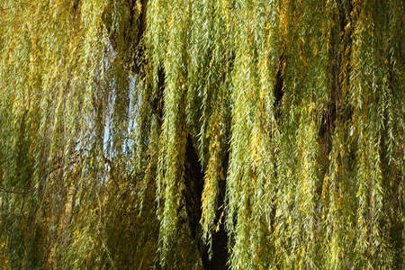 Greenish yellow autumnal foliage of weeping willow in Novemberの素材 [FY310181443812]