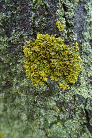 Macro of lime yellow and mint green lichens on wet tree bark