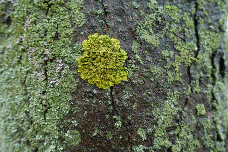 Tree bark covered with mint green and lime yellow lichens