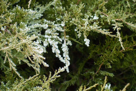 Leafage of juniper covered with hoar frost in mid Januaryの写真素材