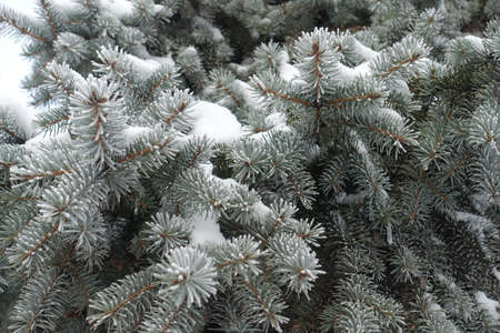 Hoarfrost and snow on branches of blue spruce  in mid January