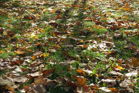 Large quantity of dry fallen leaves of maple on green grass in october