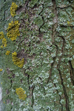 Grey, green and yellow lichen on bark of horse chestnut tree