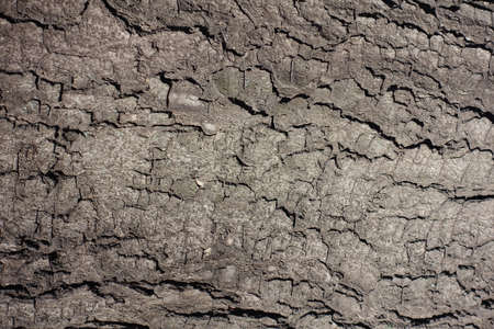 Texture of dry bark of horse chestnut tree