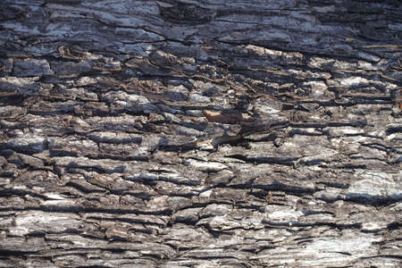 Rough dry gray bark of sycamore maple tree
