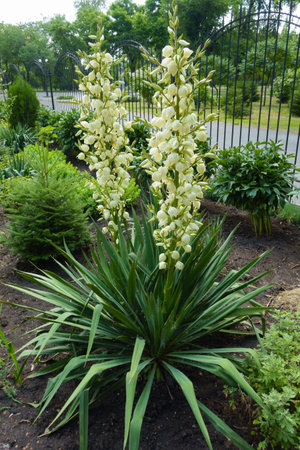 Two spikes of white flowers of Yucca filamentosa in Juneの写真素材