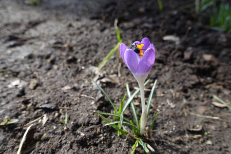 Insect pollinating violet flower of Crocus tommasinianus in Februaryの写真素材