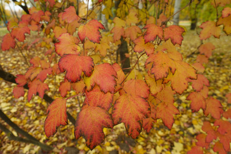 Orange and red autumnal foliage of Viburnum opulus in mid November