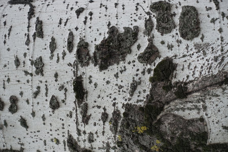 Uneven surface of grey bark of silver poplar tree