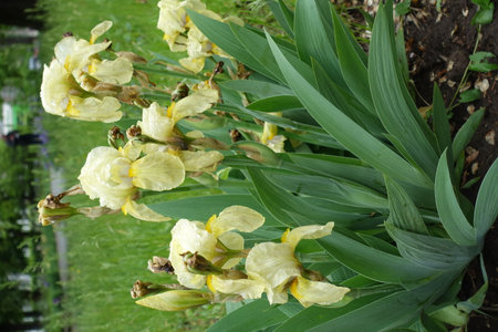Few pale yellow flowers of Iris germanica in May