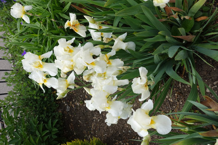 Full length view of white bearded irises in mid May