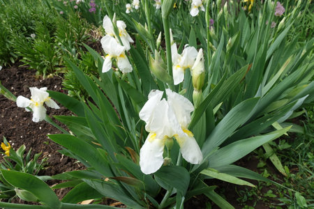 Couple of white flowers in the leafage of bearded irises in May