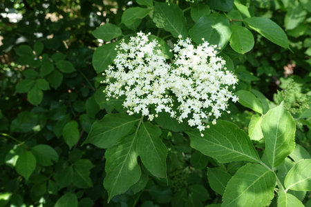 Two panicles of white flowers of European black elderberry in mid Mayの写真素材