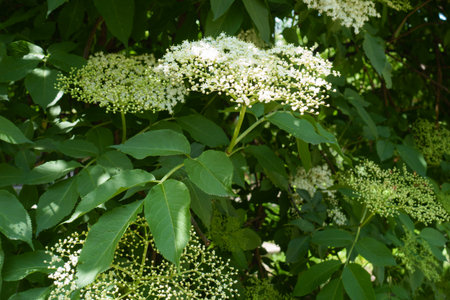 Florescence of European black elderberry in mid Mayの写真素材