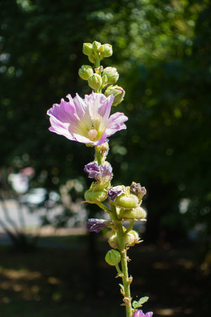 Long stem with buds and mauve pink flowers of common hollyhock in July