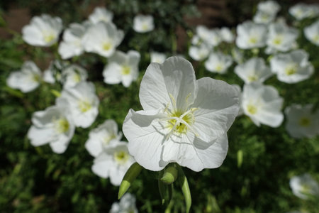 Macro of white flower of Oenothera speciosa in June