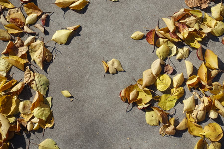Background - yellow fallen leaves of apricot on concrete florr in Octoberの写真素材