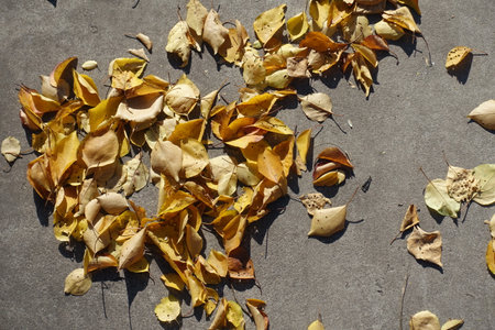 Fallen leaves of apricot on concrete floor in Octoberの写真素材