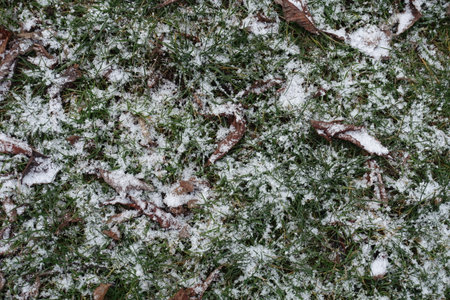 Snow and fallen leaves on green grass in Novemberの写真素材