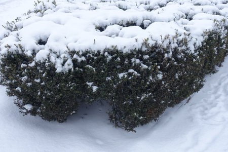 Shrubs of common boxwood covered with snow in Januaryの写真素材