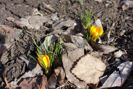Opening flowers of two yellow Crocus chrysanthus in Februaryの写真素材