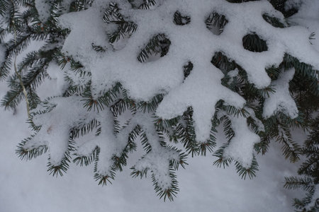 Top view of branches of Colorado blue spruce covered with snow in Januaryの写真素材
