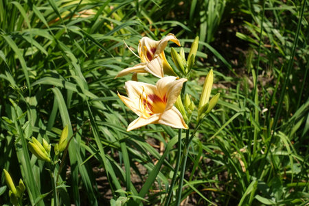 Light beige and purple flowers of Hemerocallis fulva in Juneの写真素材