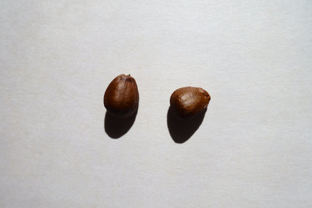 2 hard dark brown bean-like glossy seeds of cherimoya from above