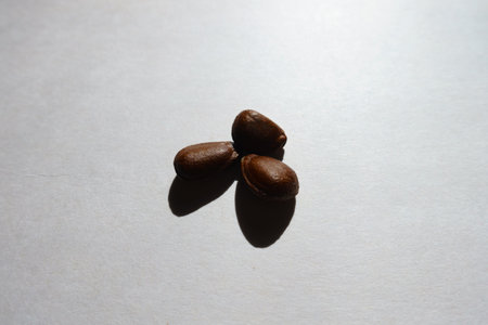 Group of three hard dark brown bean-like glossy seeds of cherimoyaの写真素材