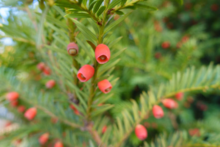 Close up of red seed cones of common yew in Octoberの写真素材