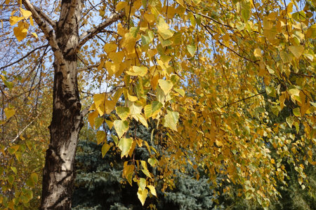 Birch tree with autumnal foliage in mid October