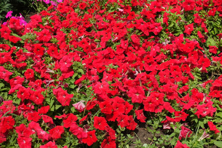 Incalculable red flowers of petunias in mid Julyの写真素材