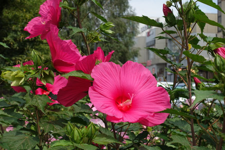 Bright pink flowers of Hibiscus moscheutos in Augustの写真素材