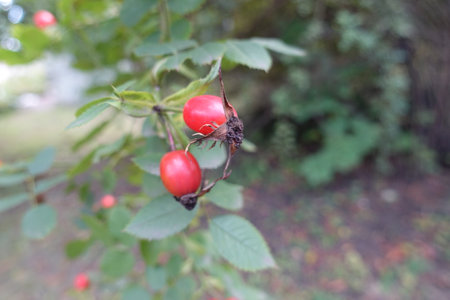 2 ripe red rose hips on the branch in Septemberの写真素材