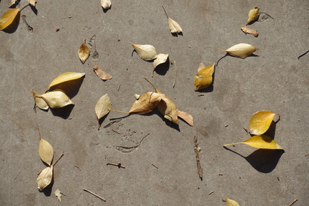 Beige and yellow fallen leaves on concrete floor in Octoberの写真素材