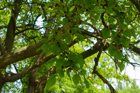 Ripe and unripe fruits in the leafage of mulberry in June