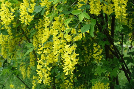Bright yellow flowers of common laburnum in Mayの写真素材