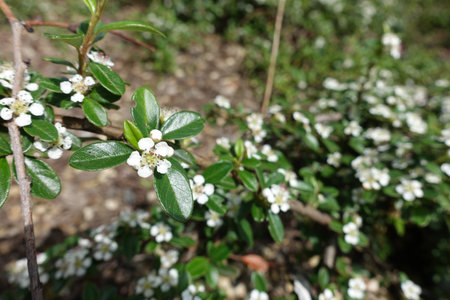 Macro of white flowers of rockspray cotoneaster in May