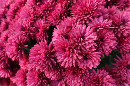 Numerous magenta colored flowers of Chrysanthemums in Octoberの写真素材