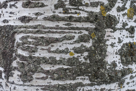 Closeup of black and pale green bark of white poplar tree