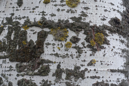 Close up of pale green and black bark of white poplar treeの写真素材